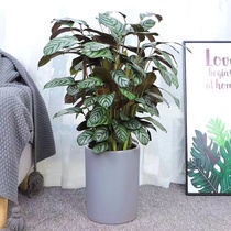 新飞羽竹芋盆栽北欧风办公室大型花卉绿植组合成品吸甲醛净化空气