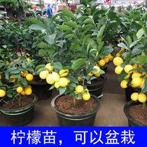 台湾四季广东无籽香水柠檬黄金柠檬嫁接苗盆栽地栽奶茶店当年结果