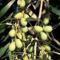 新采橄榄种子 齐墩果 橄榄果种子 谏果 青果 油橄榄林木种籽
