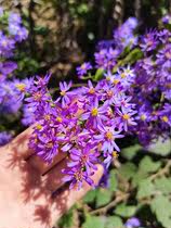 紫菀 菊科紫菀属 时令草本花卉绿植物阳台庭院点缀盆地栽耐寒易活