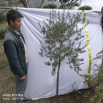 西班牙油橄榄树挂果盆栽一物一拍进口北欧绿植阳台庭院大型植物