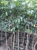 广东吊思茅乌榄黑橄榄果树苗嫁接 工艺油榄带土带叶发货庭院种植