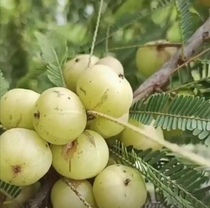 云南新鲜野生橄榄果油柑子甘子果滇橄榄德宏瑞丽原产地现摘的发货