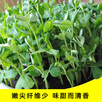 豌豆种豌豆苗种籽种子尖龙须菜芽苗四季阳台盆栽种植家庭蔬菜孑