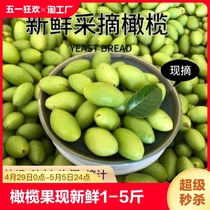 橄榄果现摘现发新鲜1-5斤橄榄檀香柑榄生吃孕妇水果整箱包邮