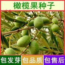 新采橄榄种子 油橄榄种子 齐墩果橄榄水果种子 谏果 青果种籽