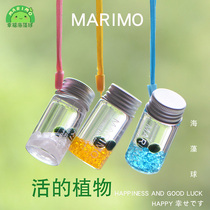 marimo幸福海藻球随身瓶创意迷你绿植水培微景观生态瓶负离子生物