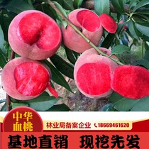 桃树果苗稀有品种中华血桃桃树苗嫁接桃树苗罕见的水果苗