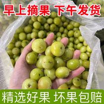 潮汕特产 新鲜油甘果油甘子果橄榄油柑果包邮